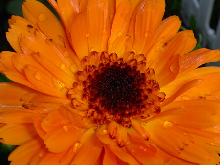 Ноготок после дождя