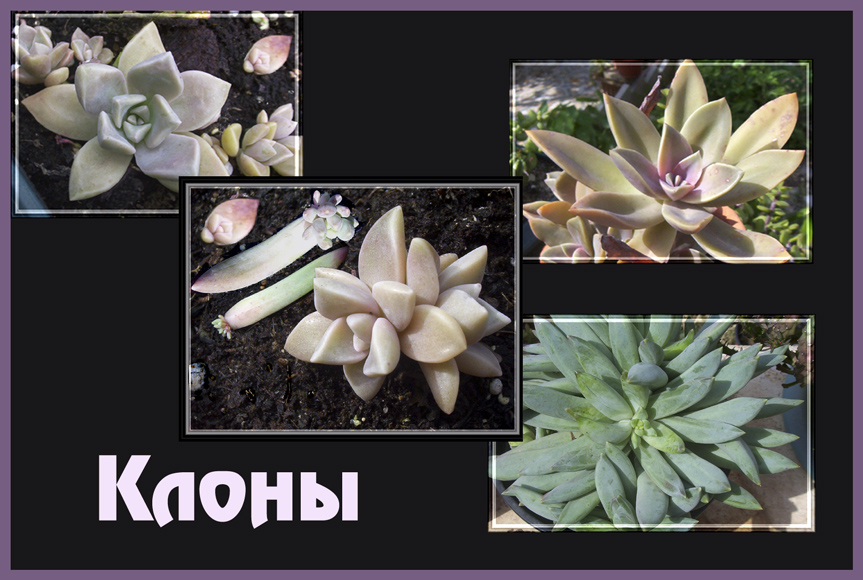 Человек планирует, а природа клонирует.