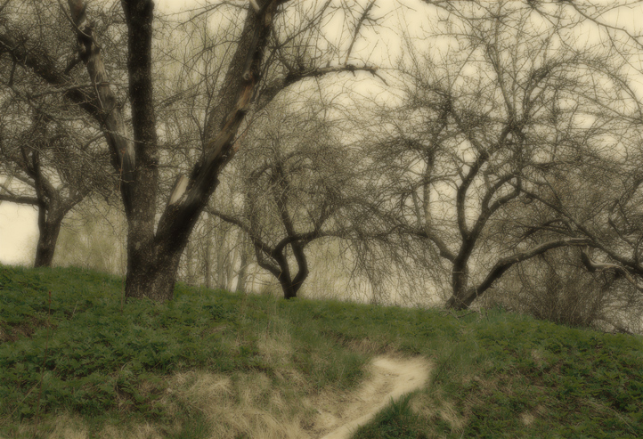 Mystical wood
