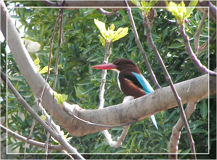 Белогрудый зимородок (Halcyon smyrnensis)