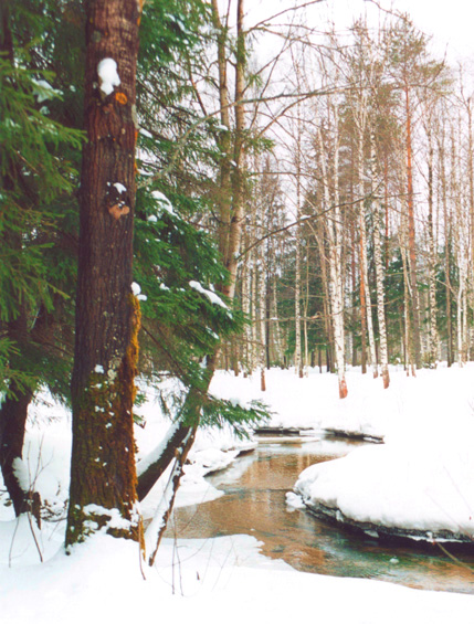 winter in the forest