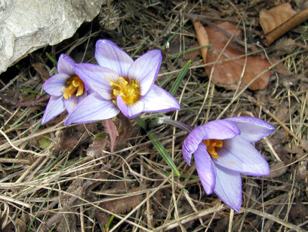 Шафран крымский (первоцвет)