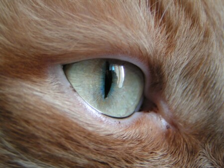 Отражение свободы