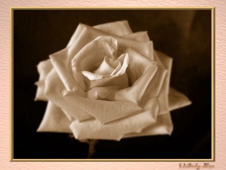 Rose of memoirs