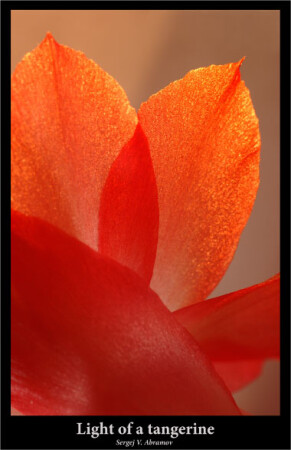 Light of a tangerine