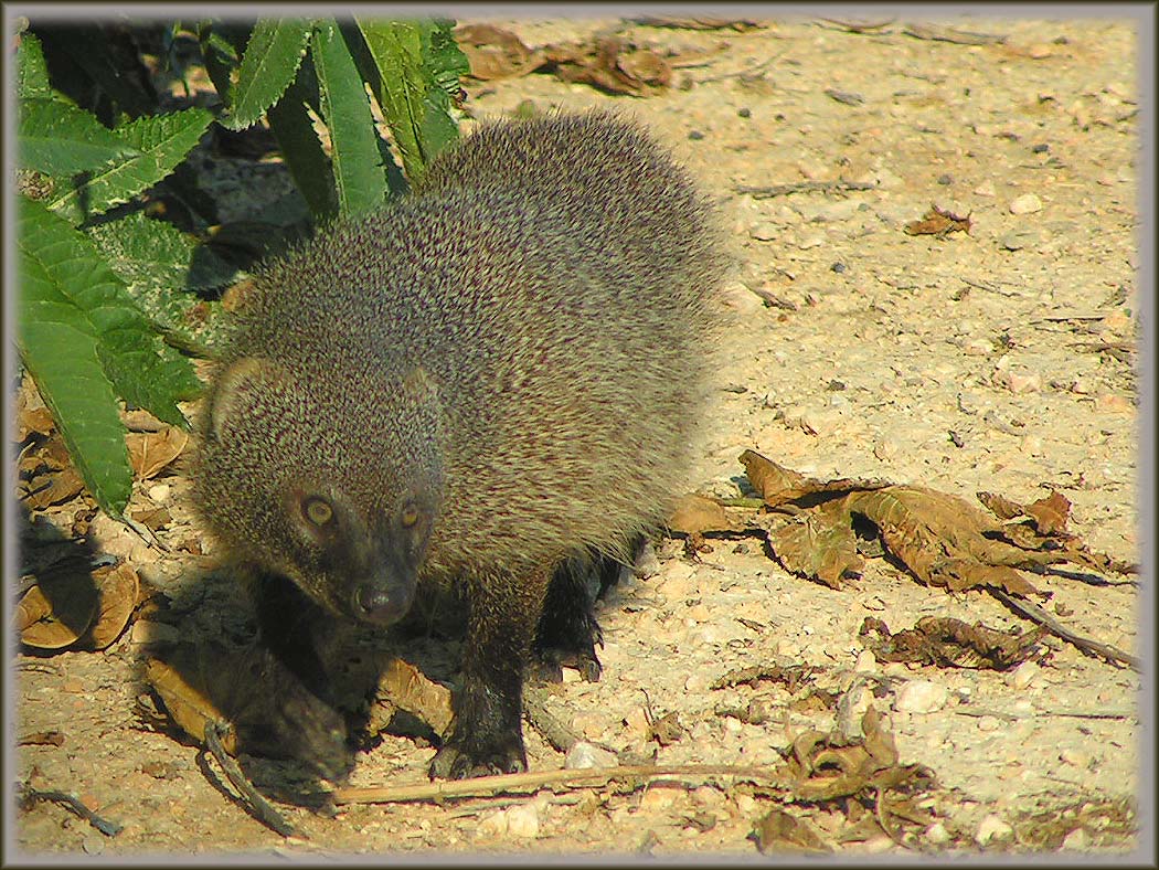 (Herpestes javanicus) МАЛЫЙ ИНДИЙСКИЙ МАНГУСТ
