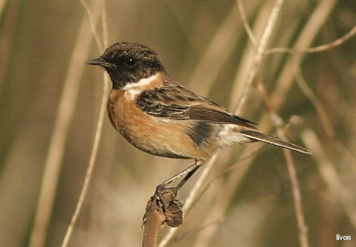 ЧЕКАН ЧЕРНОГОЛОВЫЙ (Saxicola torquata