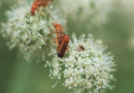 забавы лесные