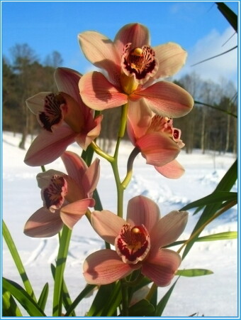 Орхидея на снегу
