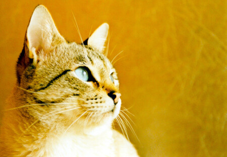 golden cat - 2