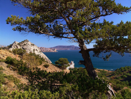 Сосна и море
