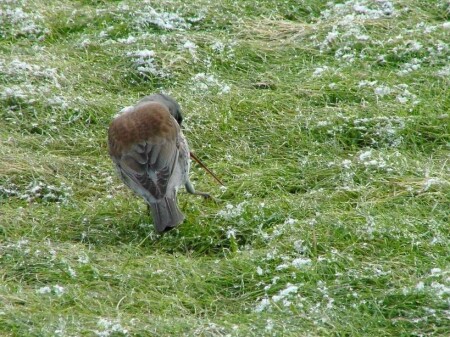Примёрз там что ли этот червяк.
