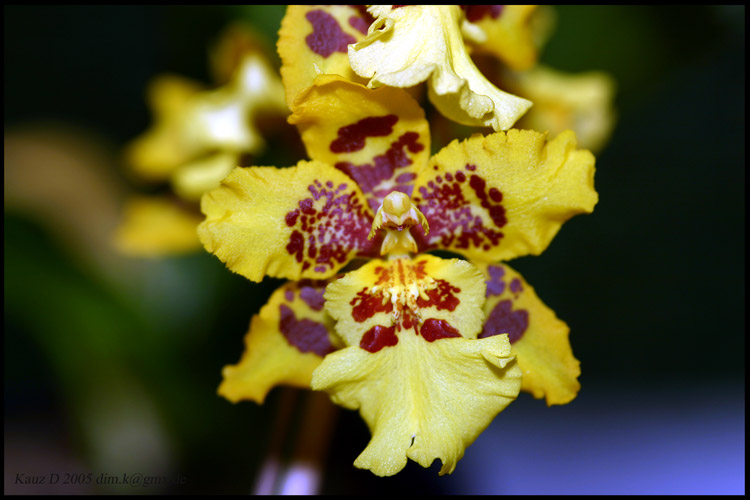 Odontoglossum