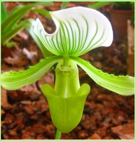 *зелёный чудик*