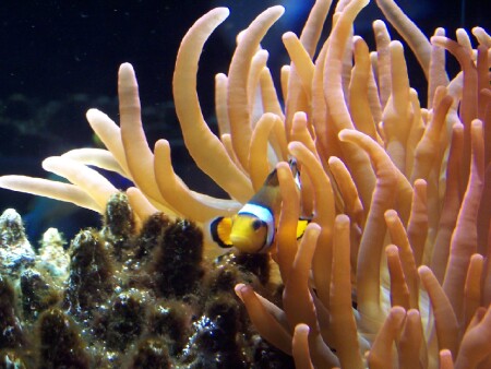 Clown Fish