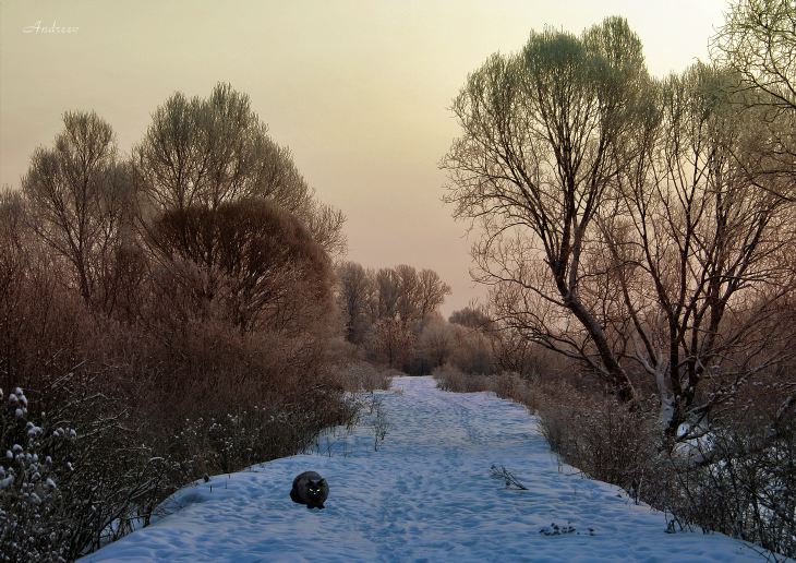 Гуляю сама по себе...