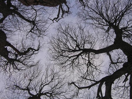 В небо...К звёздам?