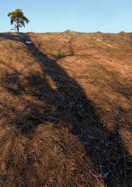 Long road to a small tree
