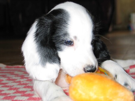 Мой пёсик Чарли