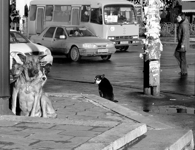 Эх, жизнь моя жестянка...
