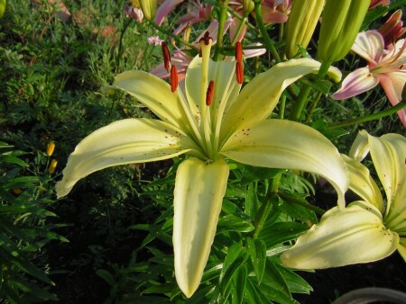 королева вечера