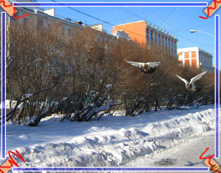 _коллекционер_