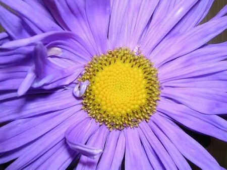 Подарили солнце.