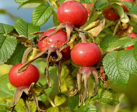 Войны Красных &amp;quot;осьминогов&amp;quot; 