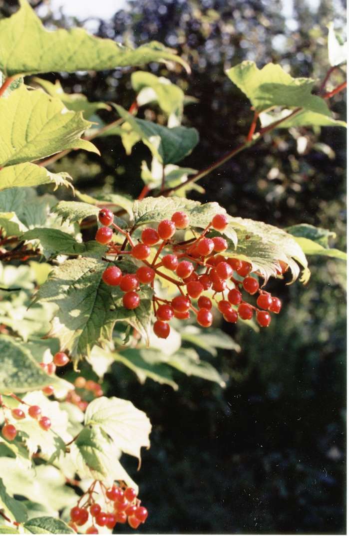 калина