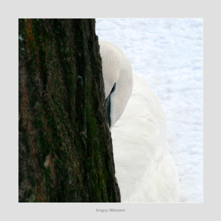 Застенчивый