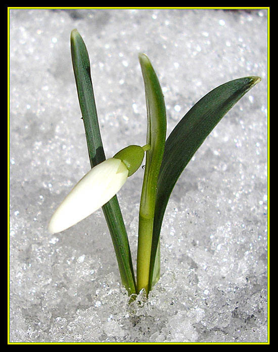 snowdrop