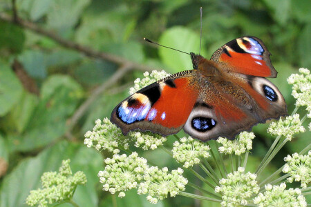 Немного о лете