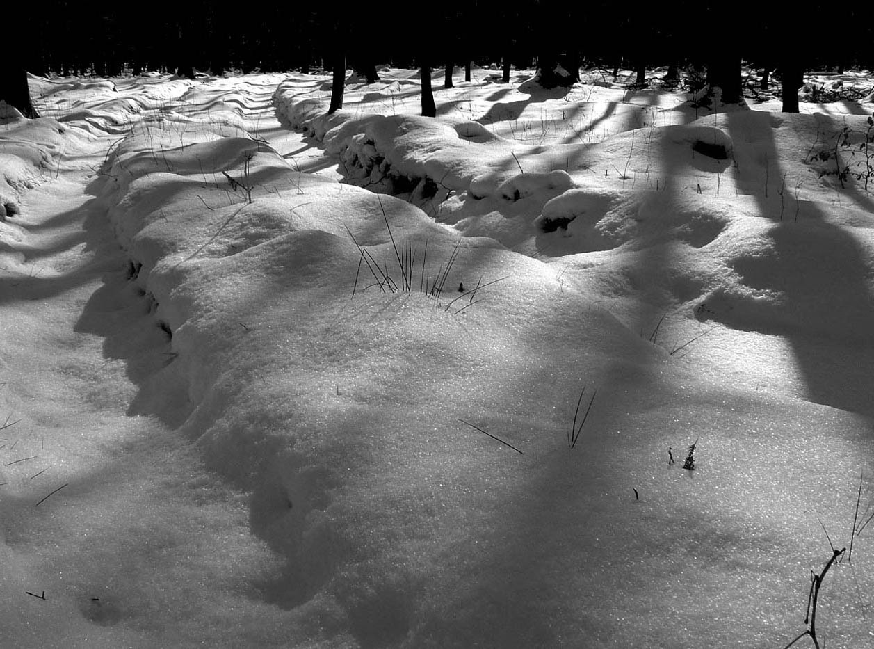 im Schwarzwald