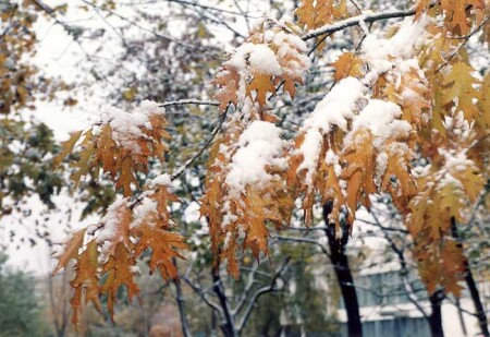 Лапы замерзли
