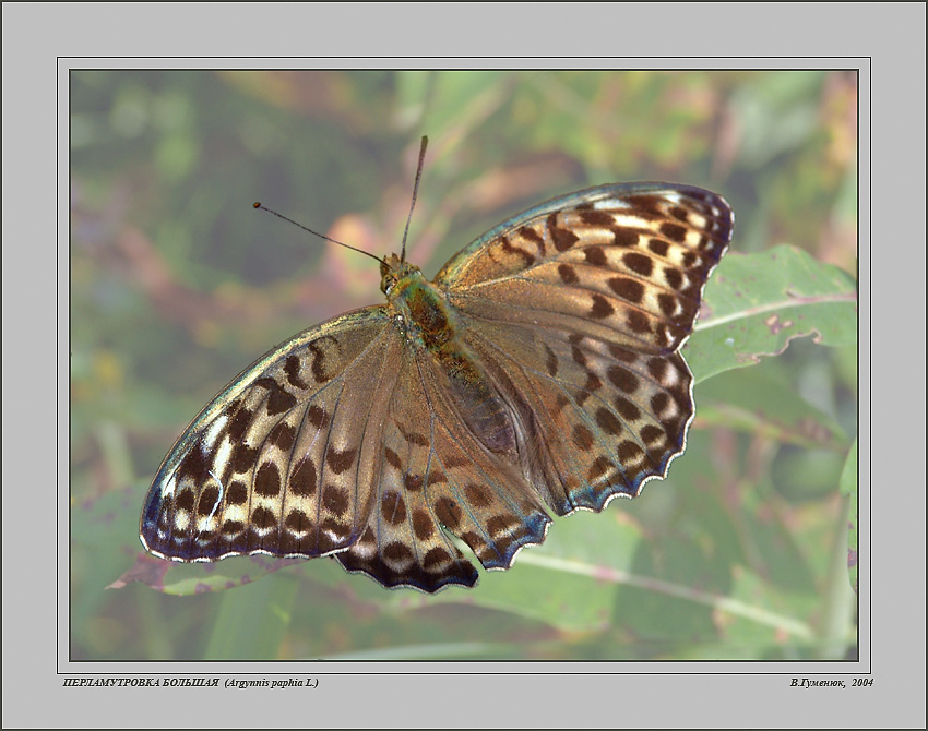 Перламутровка большая (Argynnis paphia L.) темная форма