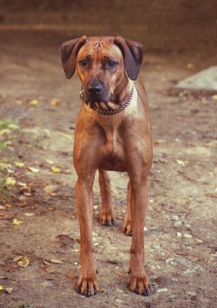 сосредоточенность 