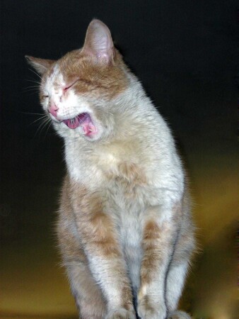 &amp;quot;Бессонница&amp;quot;