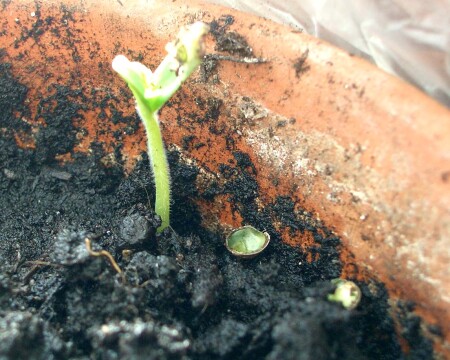 Путь к солнцу.