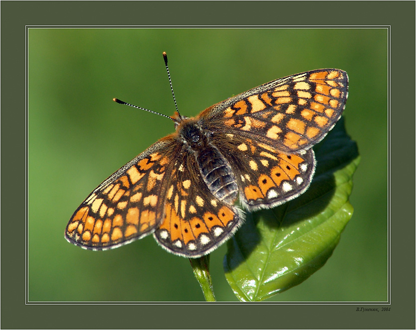 Шашечница-авриния (Euphydryas aurinia ROTT.)
