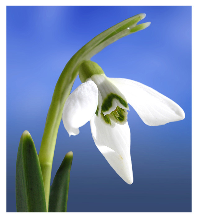 snowdrop5