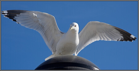 Почему не я красуюсь на гербе Америки?