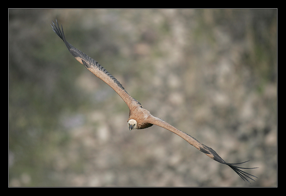 Белоголовый сип - Gyps fulvus 