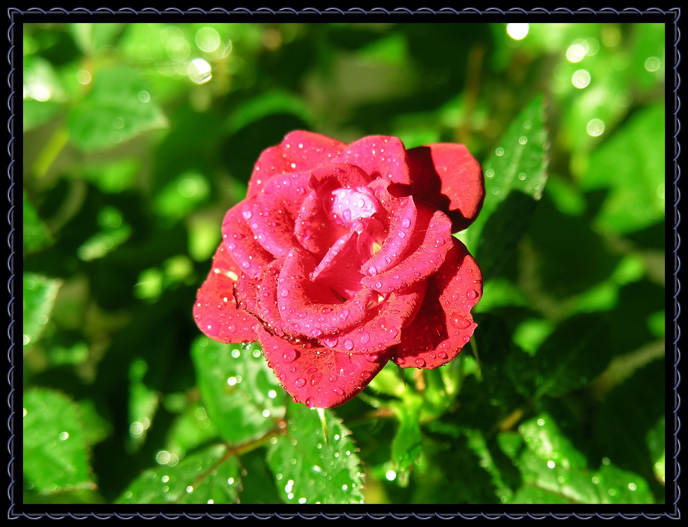 &quot;Small Rose&quot;