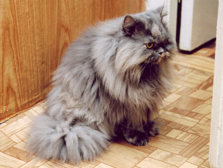 хЫщниЦА в засаде