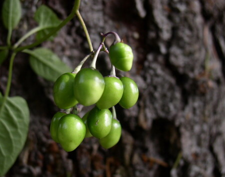 Лесной паслен