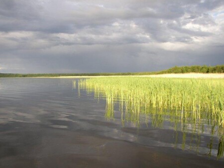 После дождя. Озеро Вуокса