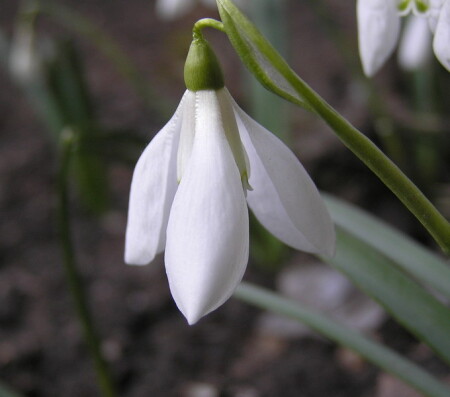 Подснежник