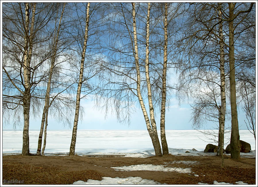 Голые березки