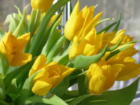 тюльпаны на окне