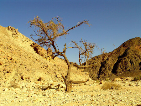 ISRAEL NATIONAL TRAIL в Эйлате (34)